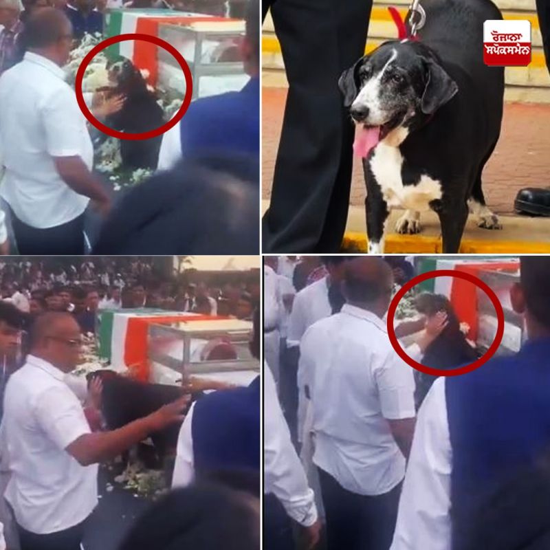 Ratan Tata dogs love NewsRatan Tata dogs love News Ratan Tata dogs love NewsRatan Tata dogs love News
