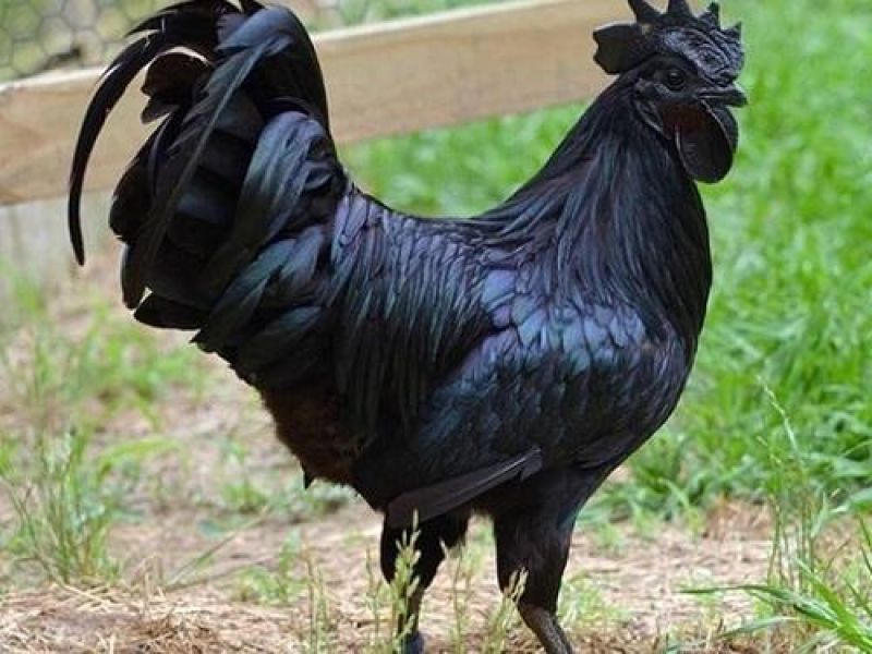 Kadaknath Chicken
