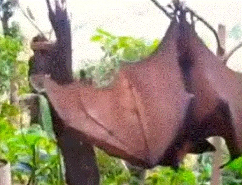 viral image of bat viral image of bat