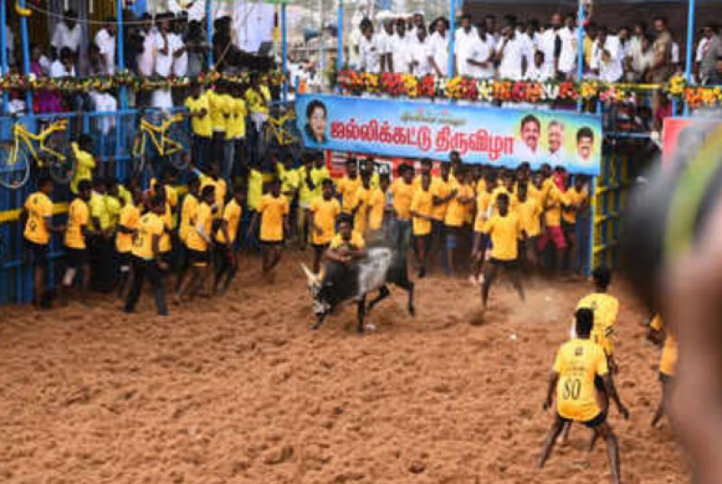 jallikattu event at Viralimalai 