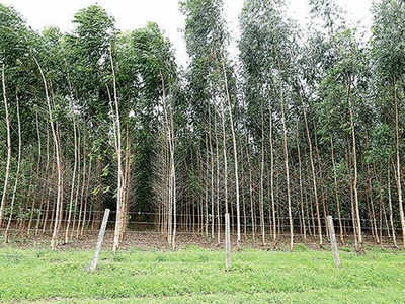Eucalyptus Clonal Plant