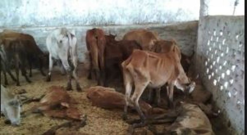 100 Cows Died in Uttar Pradesh