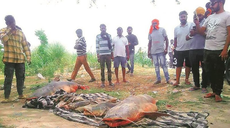 Chadha sugar mill under ED scanner