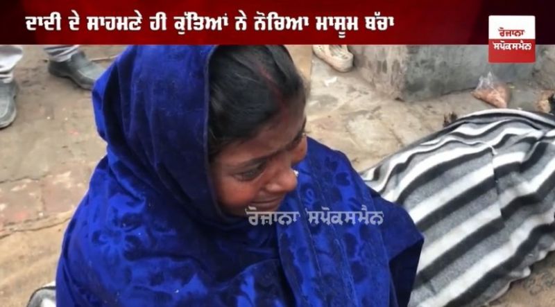 straydogs snatched and killed the innocent child