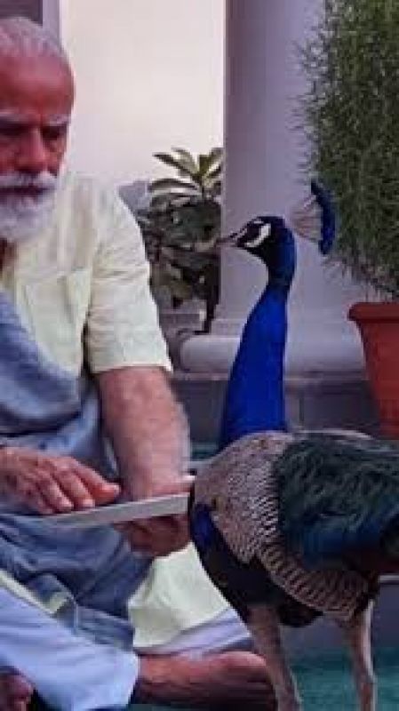 PM Modi Shares Video Of His Bond With Peacocks At His Residence PM Modi Shares Video Of His Bond With Peacocks At His Residence