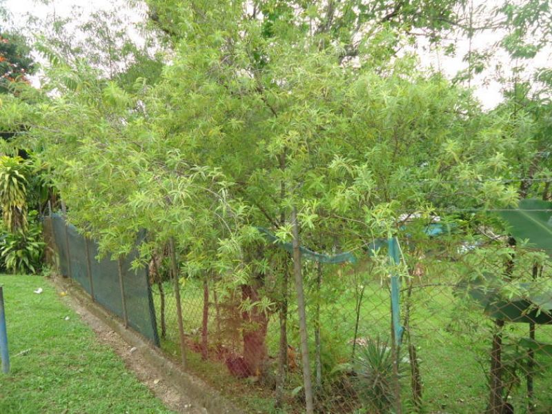 Sandalwood Tree 