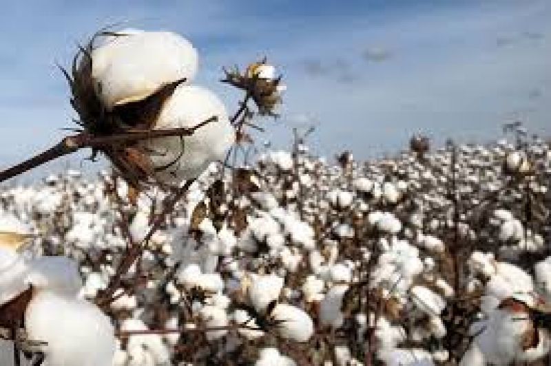 Cotton Crop