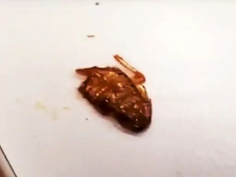 Cockroach food came out of the restaurant located in Elante, customer complained
