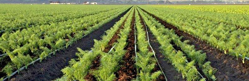 Drip irrigation