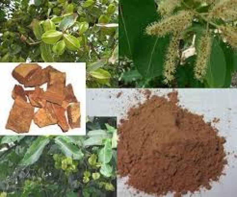  Arjuna Tree Benefits 