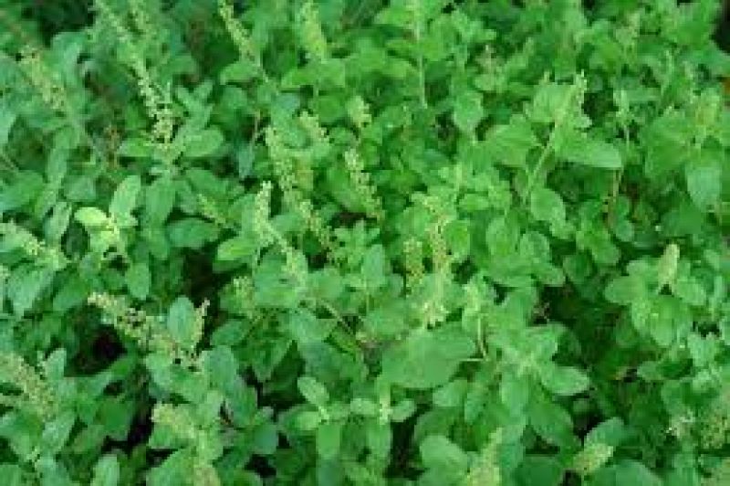 Tulsi