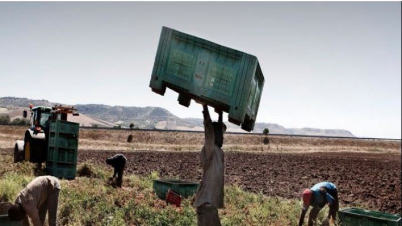 Workers in Italian fields