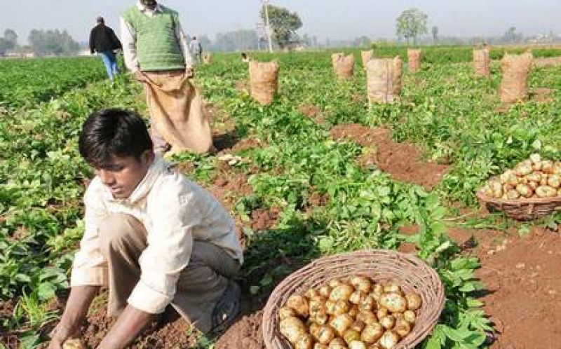 Gujarat potato farmers
