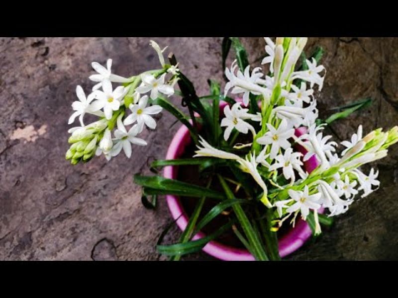  Rajnigandha Cultivation 
