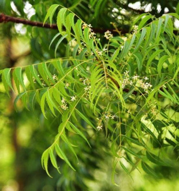 Neem Neem