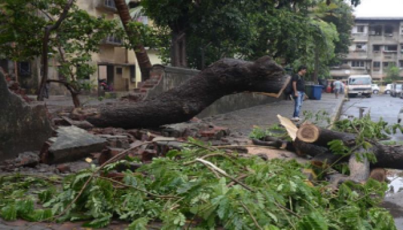 Tree fallen on youth, Instant death 