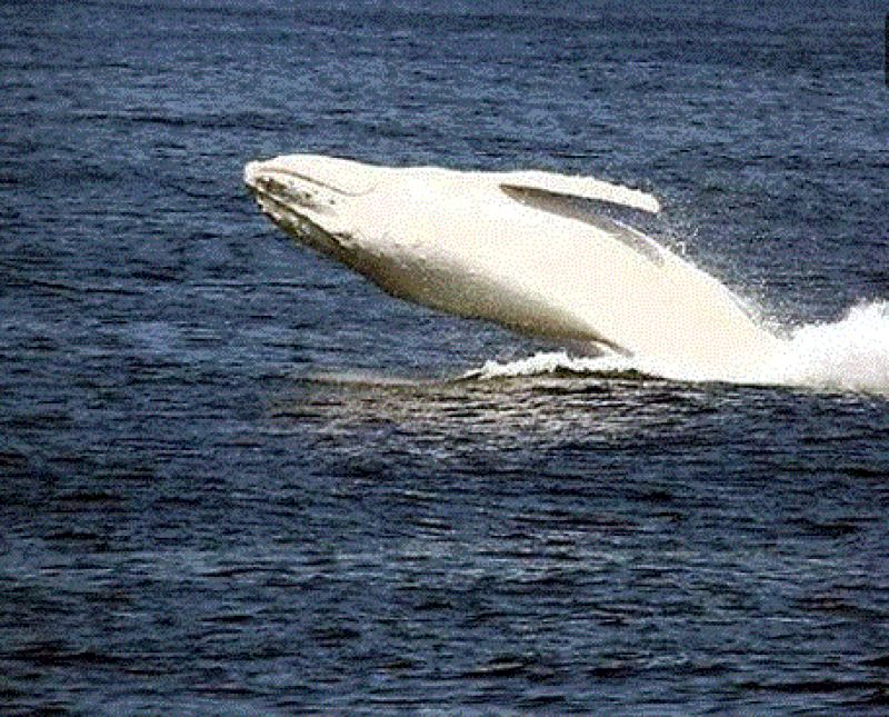 white humpback whale