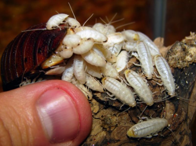 Cockroach family found living inside man’s ear canal