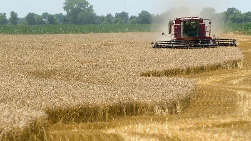 Wheat harvesting with machine