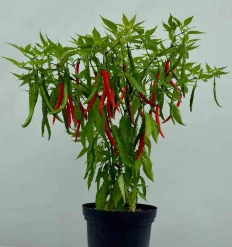 file photo file photo