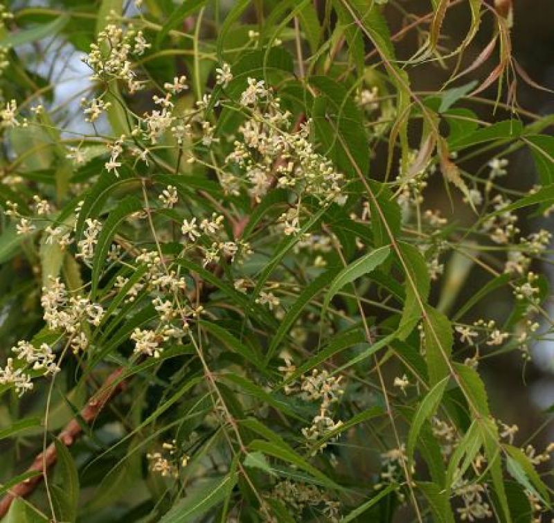 Neem Neem