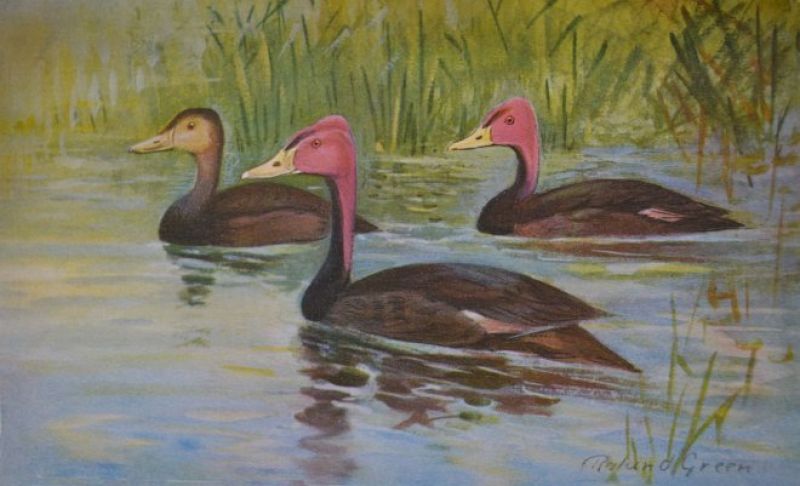 Rhodonessa caryophyllaceai