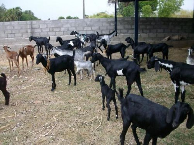 goat farming 