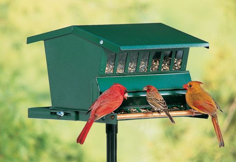 Bird Feeder Bird Feeder