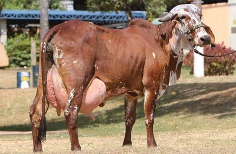 Gir Cow 