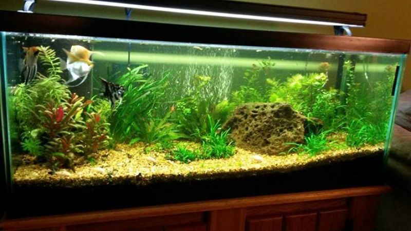 Aquarium Aquarium
