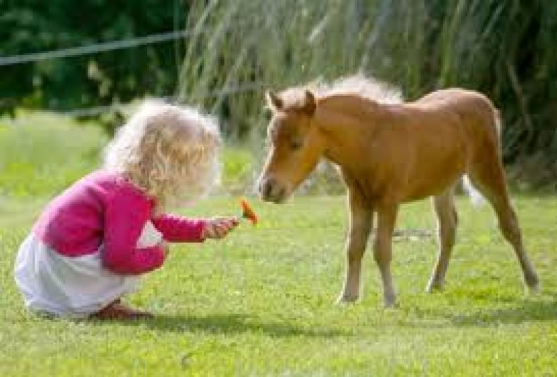 World Smallest Horse