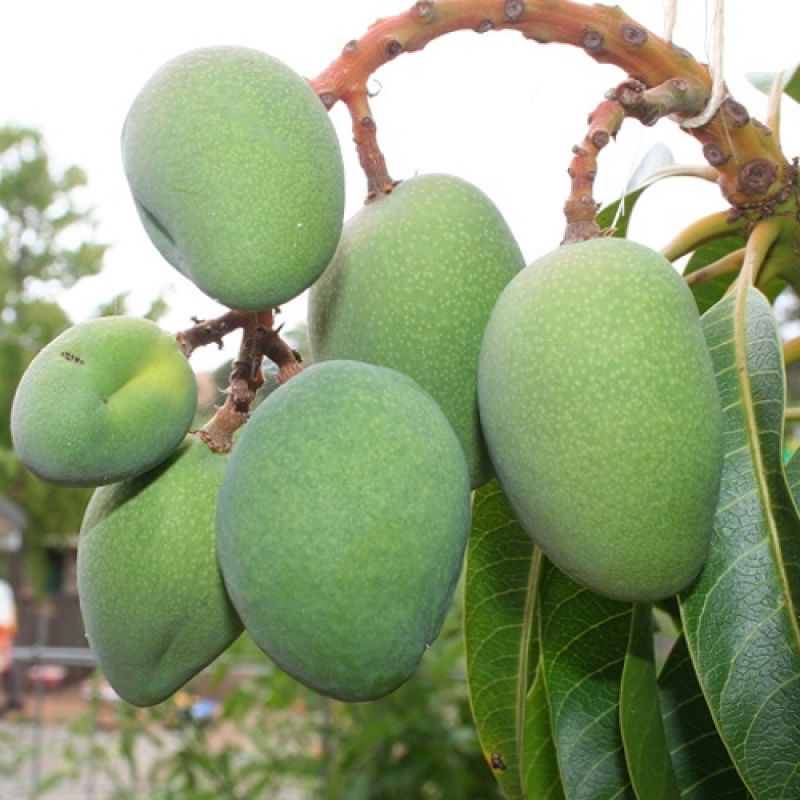 raw mango raw mango