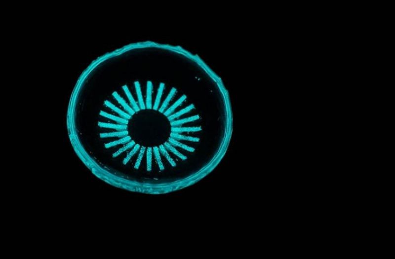 Glowing contact lens could prevent blindness