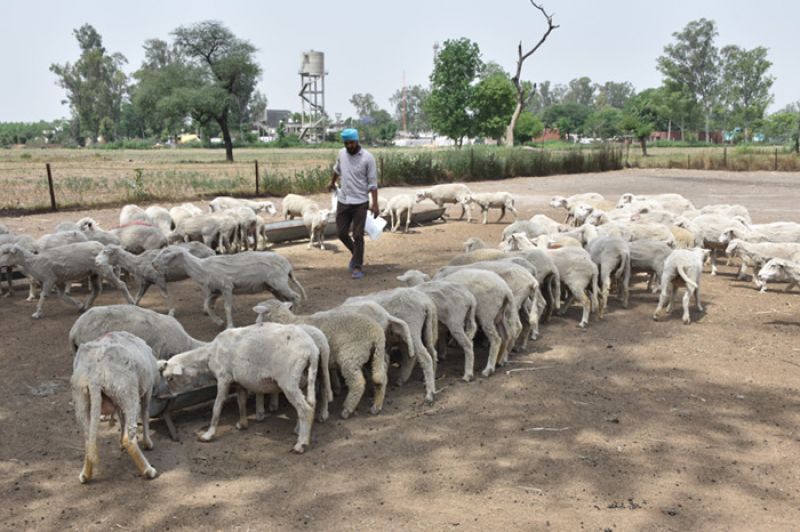  Animal Husbandry Farms, Mattewara 