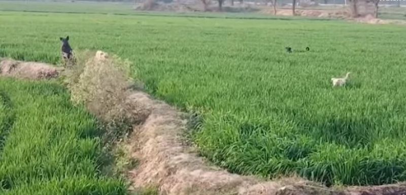 ਅਵਾਰਾ ਕੁੱਤੇ 