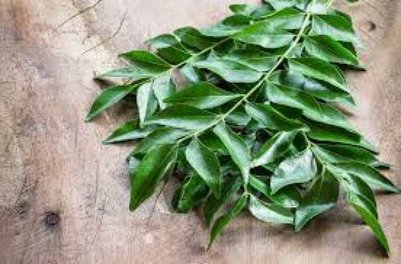 Curry leaf  Curry leaf
