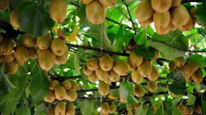 Kiwi Farming 