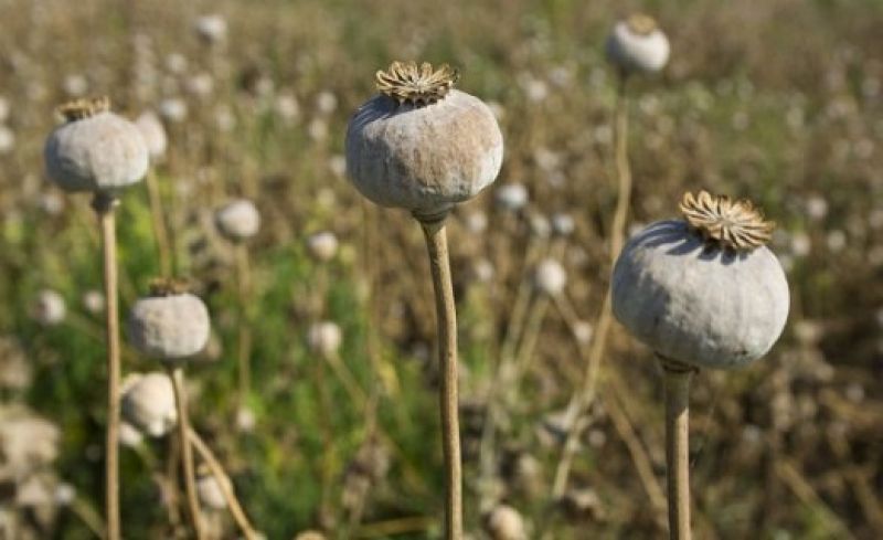 Opium and Poppy Farm