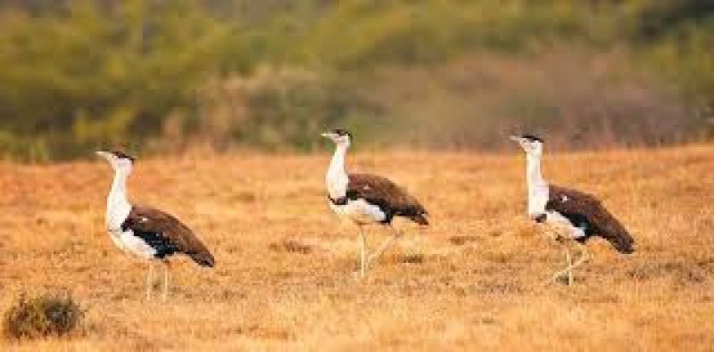 Great Indian bustard