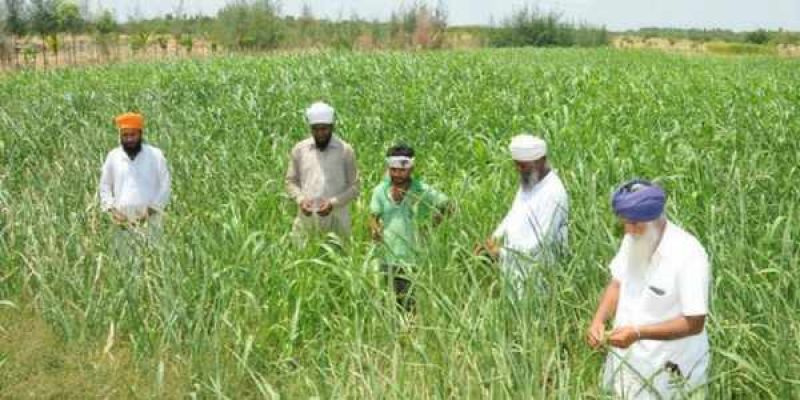 Punjab farmers