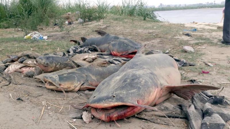beas river fish dead