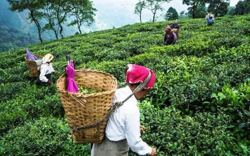  Tea Leaves  Tea Leaves