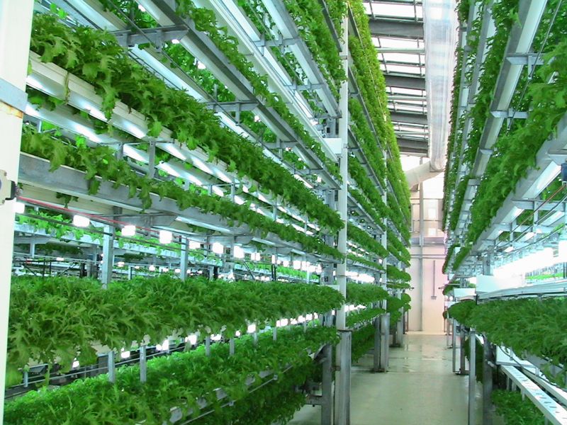 Hydroponic Farming 