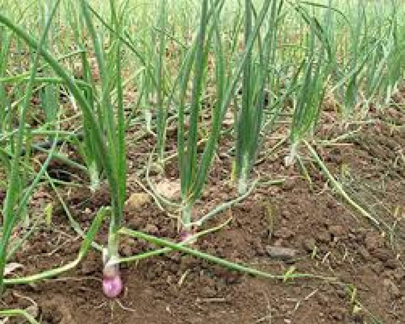 Onion Cultivation 