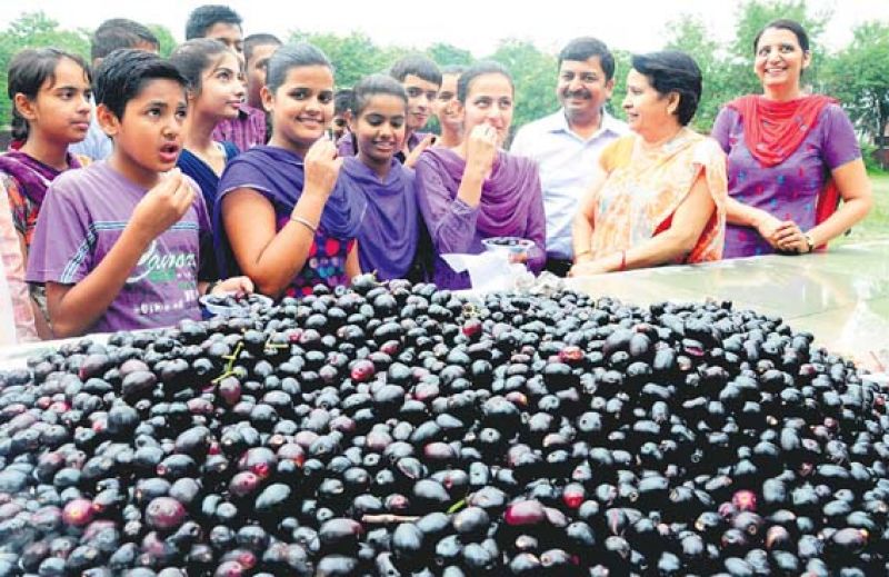 Java Plum  Java Plum