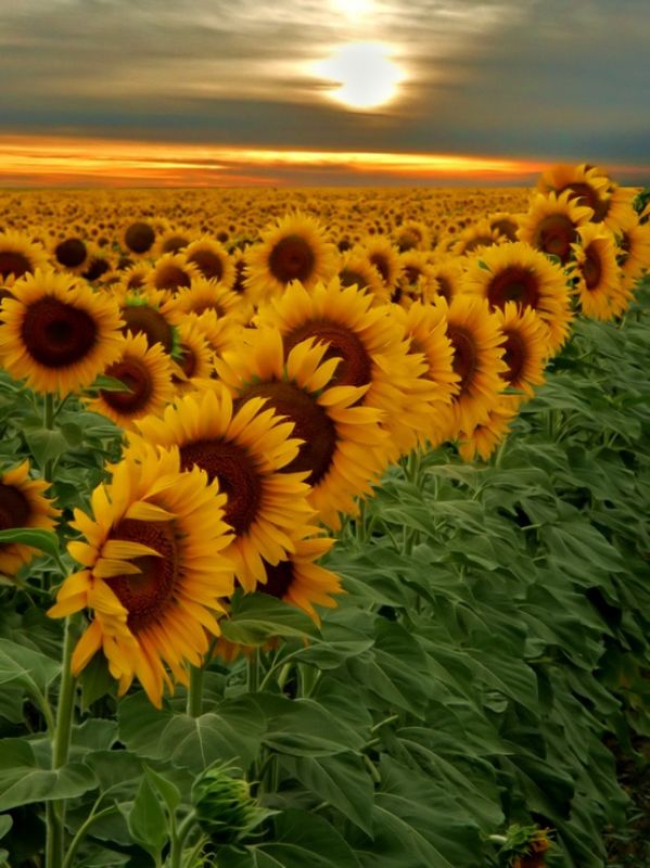 Sunflower crop