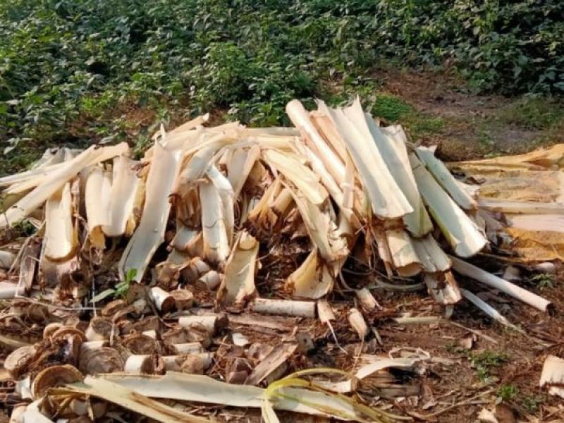 Man Start Business from Banana Waste