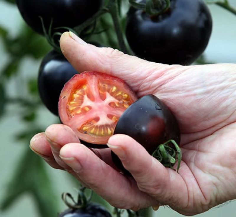 Indigo Rose Tomato 