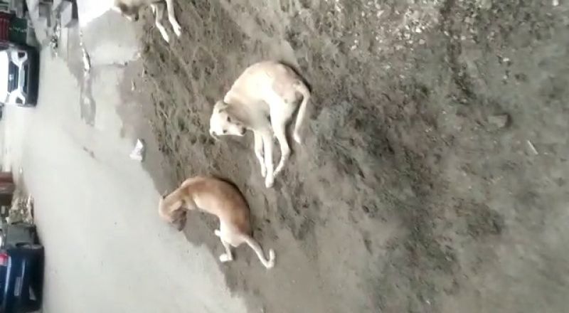 In Gurdaspur, a laborer was bitten to death by stray dogs