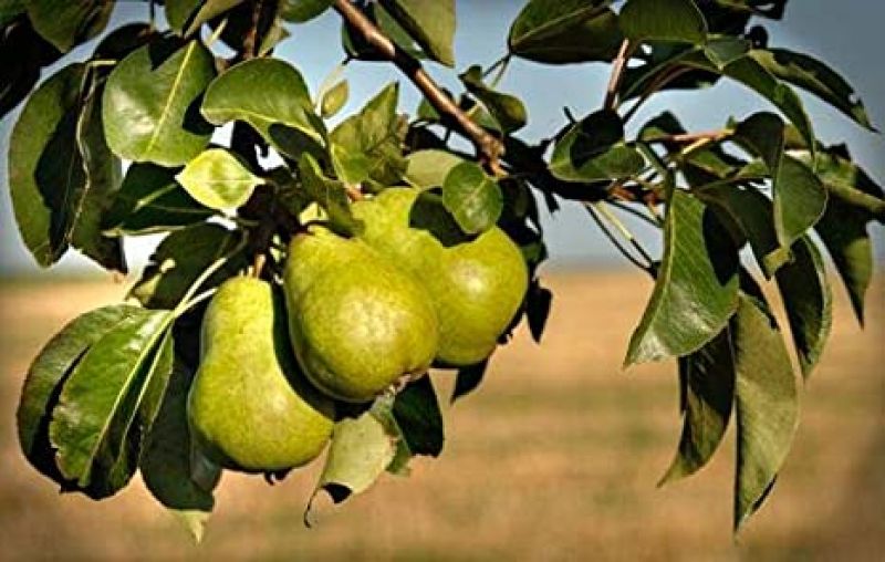 Pears Cultivate 